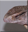 Dino the Savannah Monitor Lizard