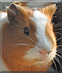 Jigglypuff the Guinea Pig