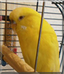 Laura the Budgerigar