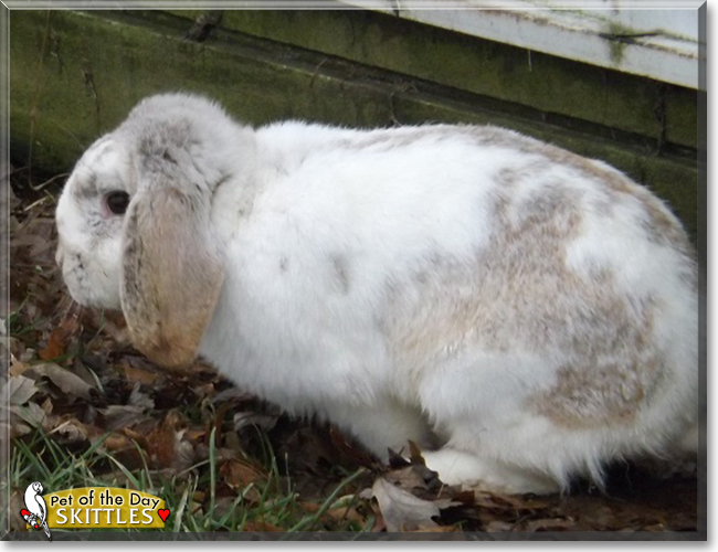 Skittles the Lop Rabbit, the Pet of the Day