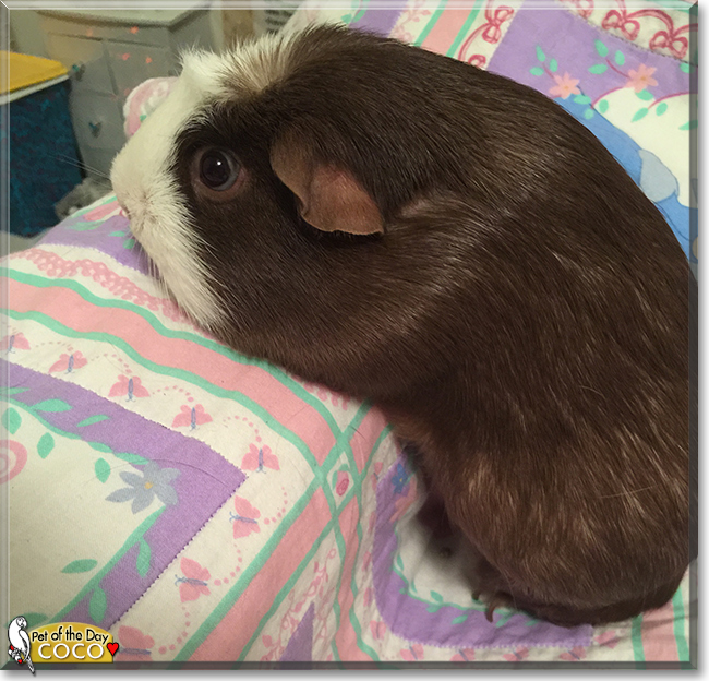 Coco the Guinea Pig, the Pet of the Day