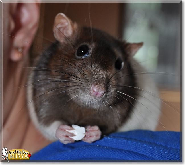 Busya the Fancy Rat, the Pet of the Day