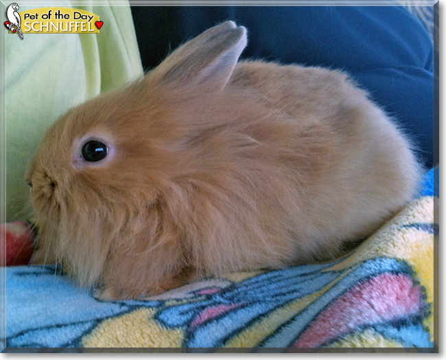 Orange lionhead store rabbit