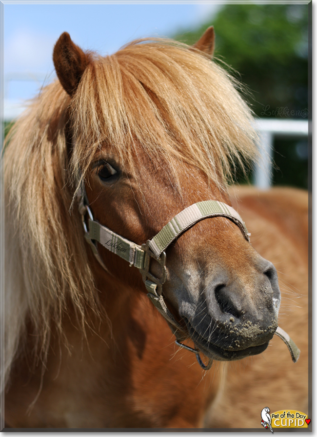 Cupid the Shetland Pony, the Pet of the Day