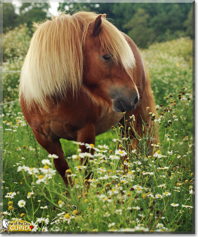 Cupid the Shetland Pony, the Pet of the Day