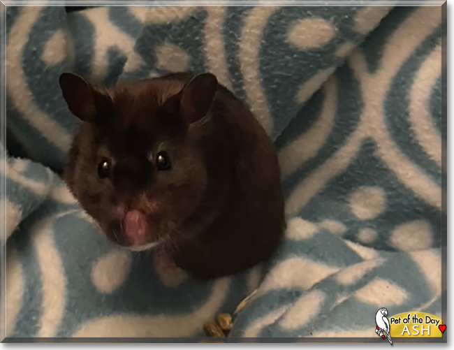 Ash the Syrian Hamster, the Pet of the Day