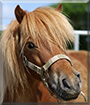 Cupid the Shetland Pony