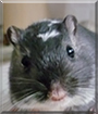 Roman the Gerbil