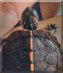Tiler the Turtle