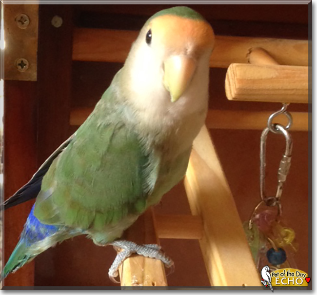 Echo the Lovebird, the Pet of the Day