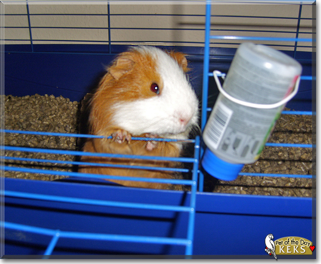 Keks the Guinea Pig, the Pet of the Day