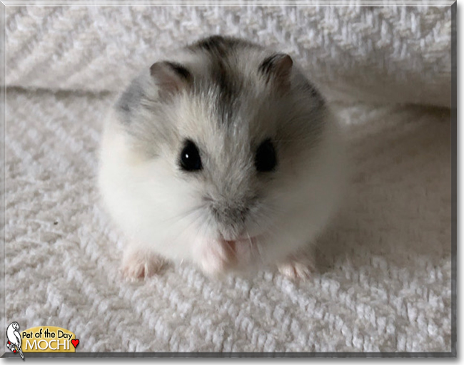 Mochi the Dwarf Hamster, the Pet of the Day