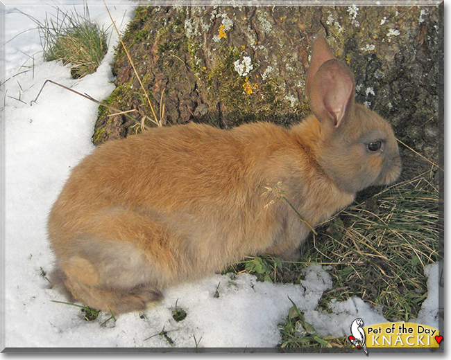 Knäcki the Rabbit, the Pet of the Day