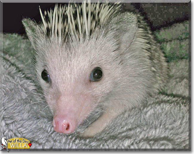 Willa the African Pygmy Hedgehog, the Pet of the Day