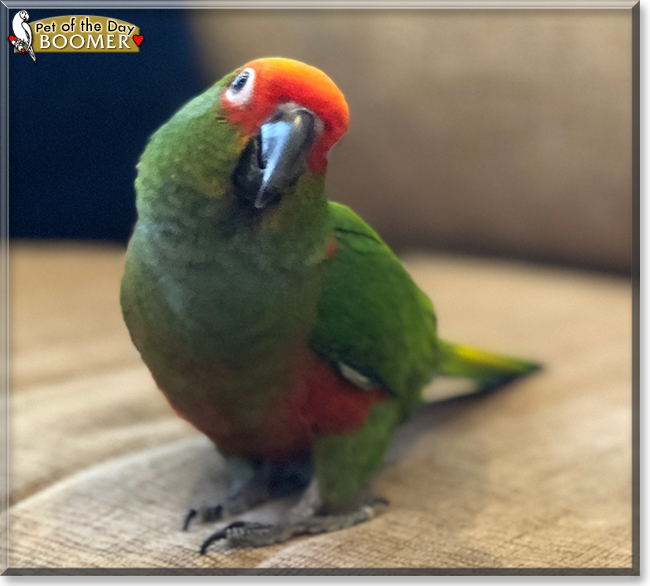Boomer the Gold Capped Conure, the Pet of the Day