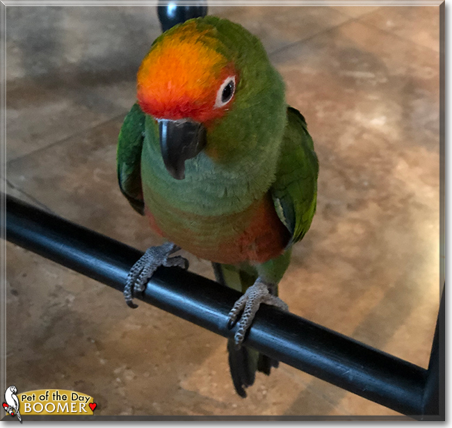 Boomer the Gold Capped Conure, the Pet of the Day