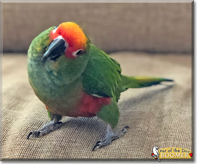 Boomer the Gold Capped Conure, the Pet of the Day