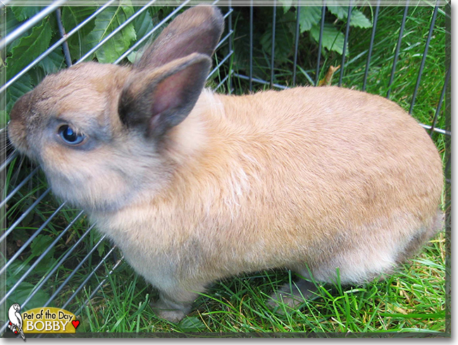 Bobby the Dwarf Rabbit, the Pet of the Day