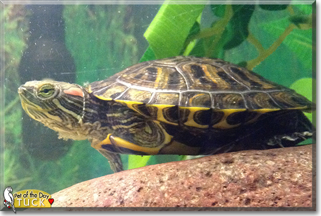 Tuck the Red-earred Slider Turtle, the Pet of the Day