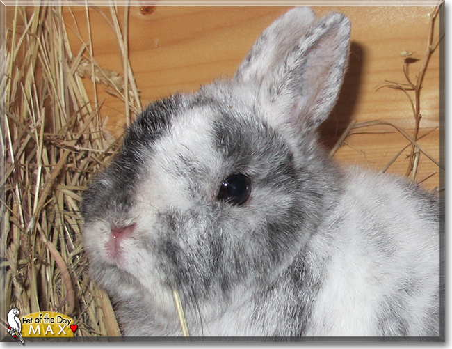 Max the Rabbit, the Pet of the Day