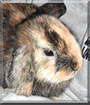 Daisy the Lop Rabbit