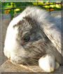 Schnuffel the Dwarf Rabbit