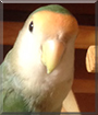 Echo the Lovebird