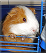 Keks the Guinea Pig