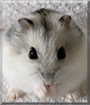Mochi the Dwarf Hamster