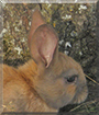 Knäcki the Rabbit