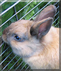 Bobby the Dwarf Rabbit