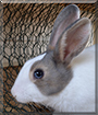 Putte the Dwarf Rabbit, Miniature Lop Rabbit mix