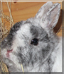 Max the Rabbit