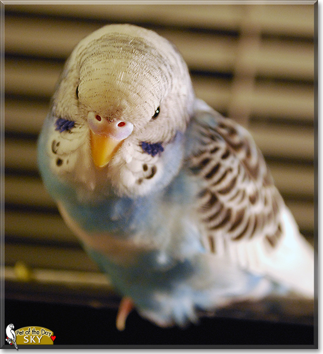 Sky the Budgerigar, the Pet of the Day
