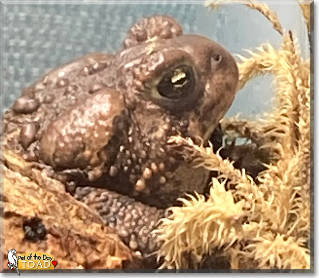 Toad the Common Toad, the Pet of the Day