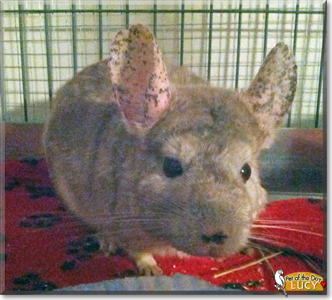 Lucy the Chinchilla, the Pet of the Day