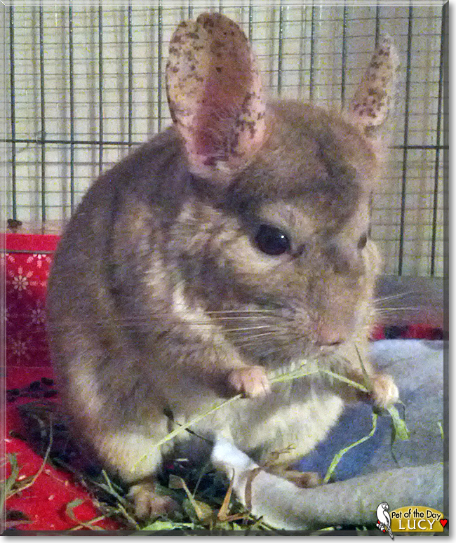Lucy the Chinchilla, the Pet of the Day