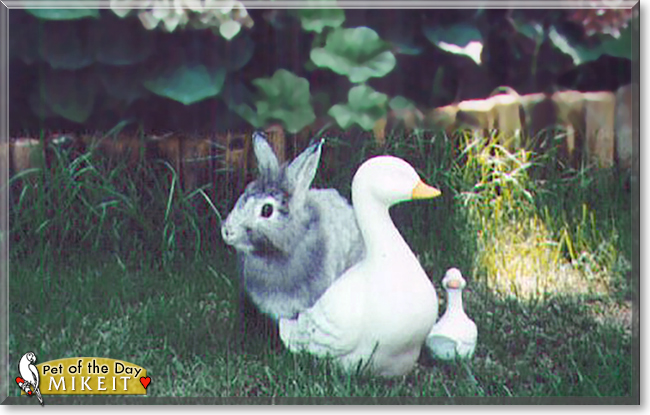 Mikeit the Rabbit, the Pet of the Day
