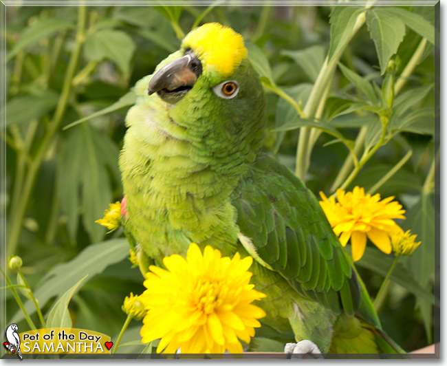 Samantha the Amazon Parrot, the Pet of the Day