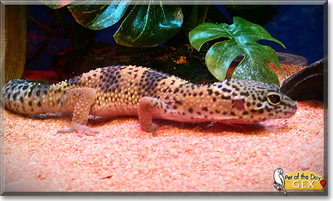 Gex the Leopard Gecko, the Pet of the Day