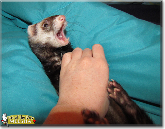 Meesha the Ferret, the Pet of the Day