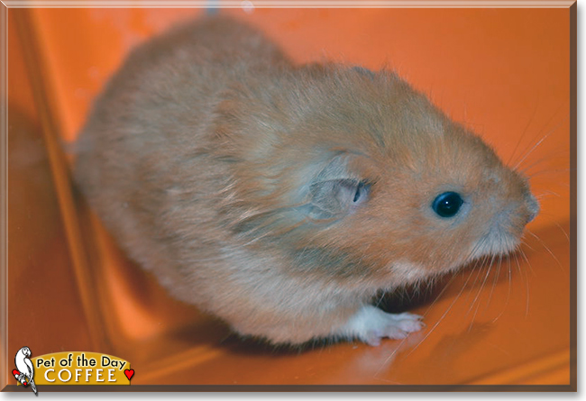 Coffee the Golden Hamster, the Pet of the Day
