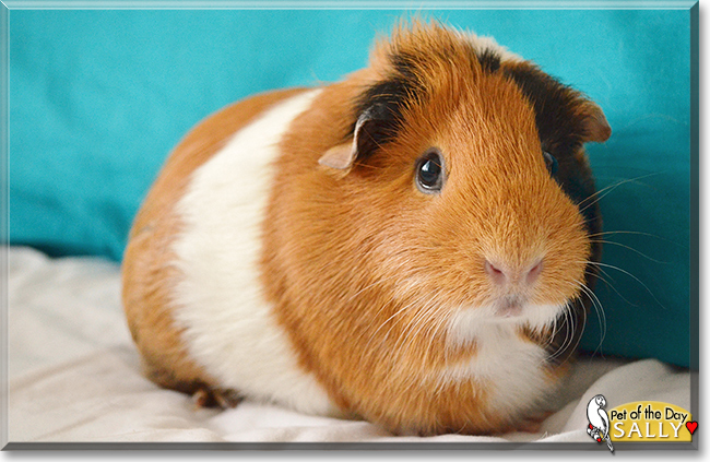 Sally Megatron the Guinea Pig, the Pet of the Day