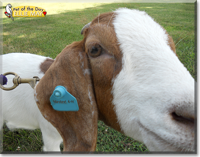Ellie May the Boer Goat, the Pet of the Day