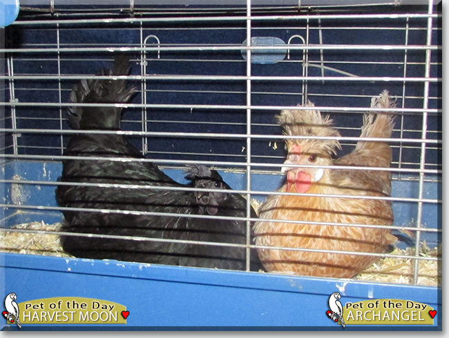 Harvest Moon and Archangel the Chickens, the Pet of the Day