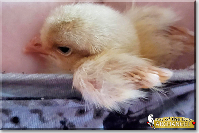 Harvest Moon and Archangel the Chickens, the Pet of the Day