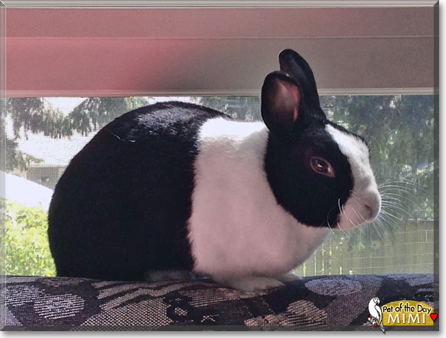 Mimi the Dutch Rabbit, the Pet of the Day