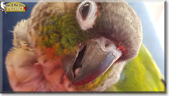 Pedro the Green Cheek Conure, the Pet of the Day
