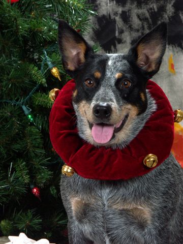 Merry Christmas from Jasmine