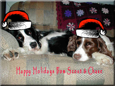 Merry Christmas from Scout & Chase